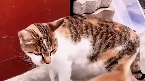 cats & kittens