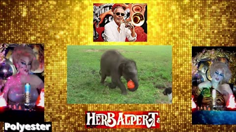 i'M yOURS Herb Albert