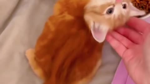cute cats