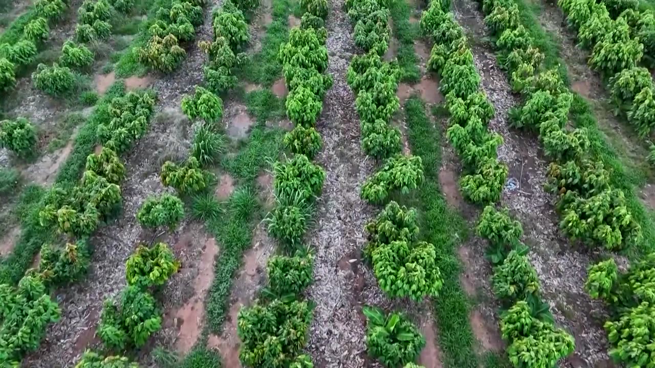 Brazil farmer aims to revolutionize cocoa industry with giant farm