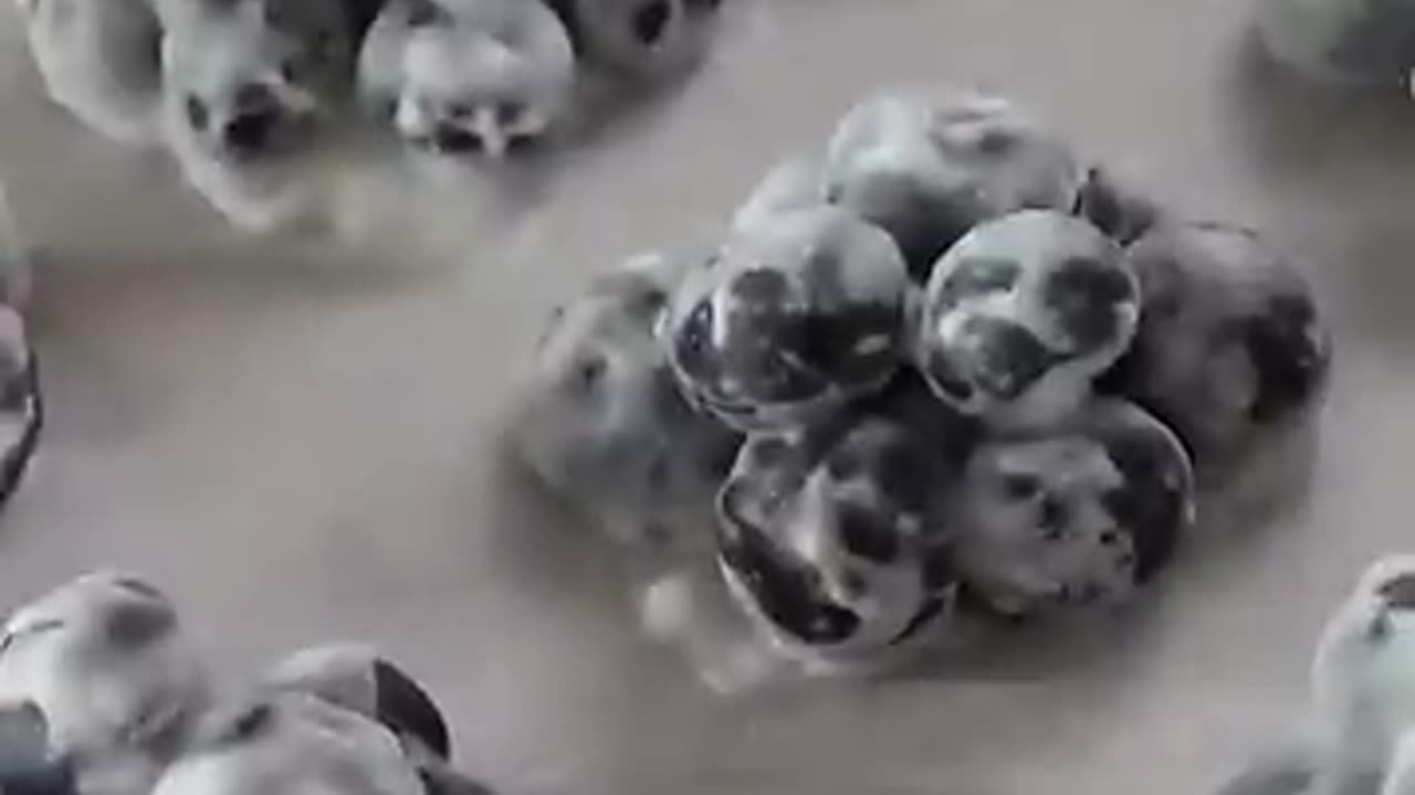 blueberry yogurt bites