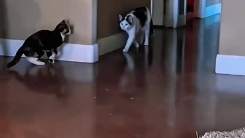 cat's fighting skills 💀🐱
