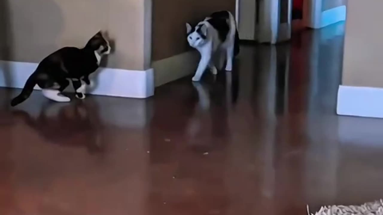 cat's fighting skills 💀🐱