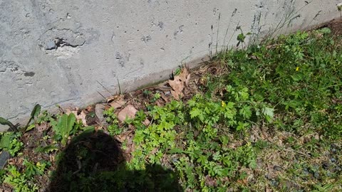 A brown garter snake