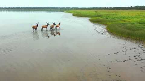 Herd of Deer walking through Water