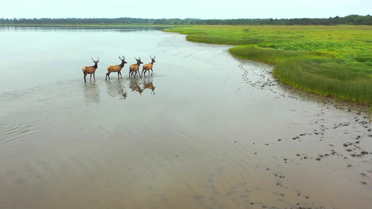 Herd of Deer walking through Water