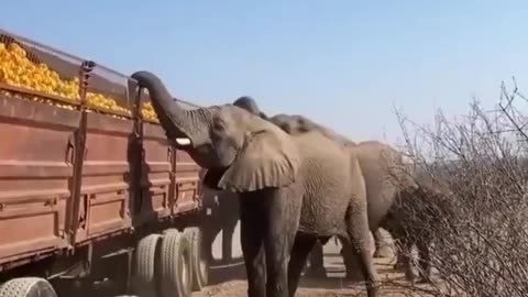 😂🐘 Elephants in South Africa Have Fun! | FunFM