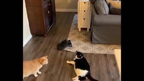 Funny video pets