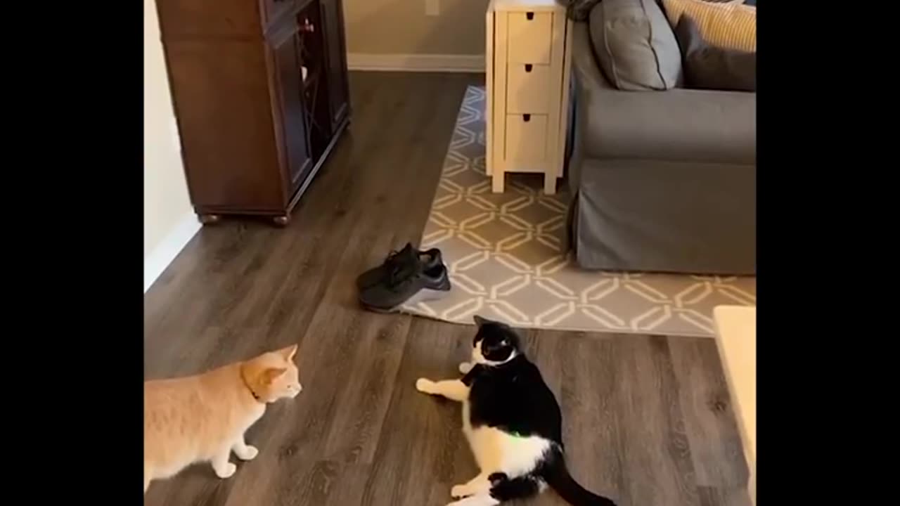 Funny video pets