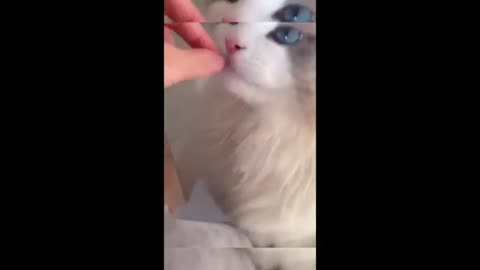 Part 2: Even More Cat & Dog Madness! 🐾 | Funniest Animal Moments! 😂