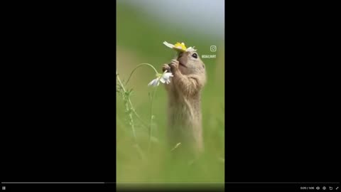 Quick Smile: This photographer loves rodents or all species - makes cool pics