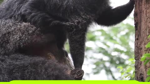 What Animal Smells Like Popcorn, Climbs Like a Ninja, and Uses Its Tail Like a Fifth Hand?