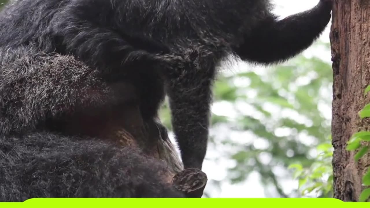 What Animal Smells Like Popcorn, Climbs Like a Ninja, and Uses Its Tail Like a Fifth Hand?