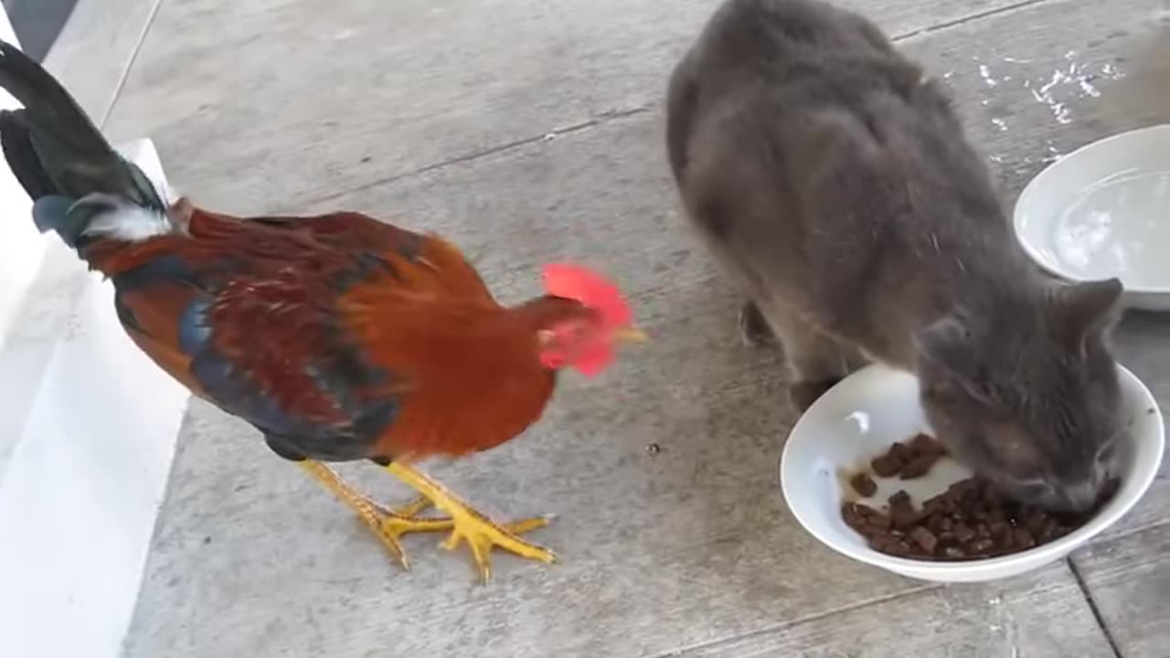 cat-attack-on-rooster-angry cats-cat-attack-roosters-cat-attitude