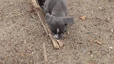 Puppy Helping Haul Logs