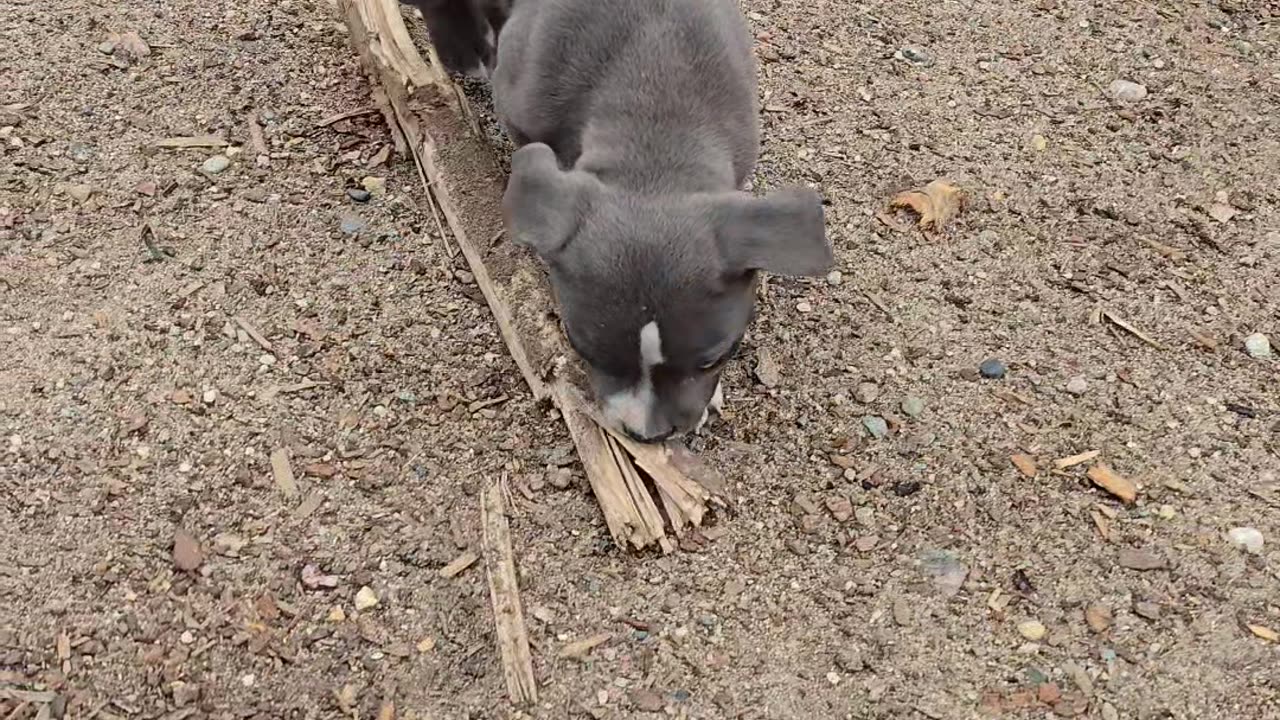 Puppy Helping Haul Logs