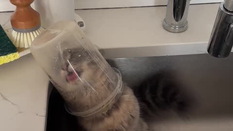 Cat Licks Leftovers From Tupperware