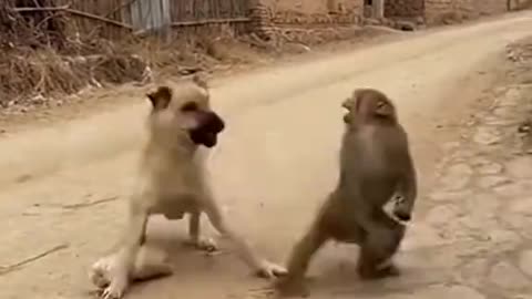 *Funny animals*