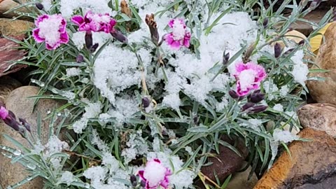 Dianthis in full bloom swamped in snow blow you're clothes off cool