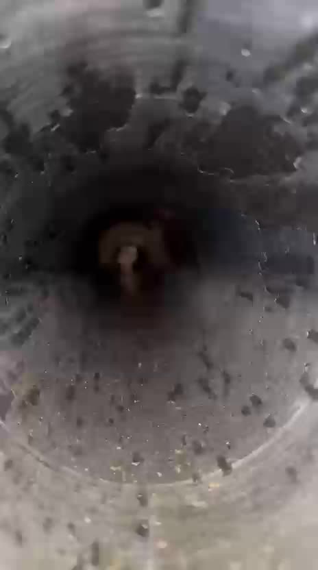 An Owl Climbs All the Way Down the Barrel of a Ukrainian Artillery Gun