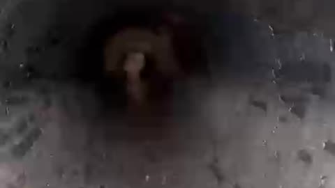 An Owl Climbs All the Way Down the Barrel of a Ukrainian Artillery Gun