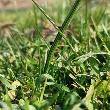 The Majesty of Green, Endless Hope