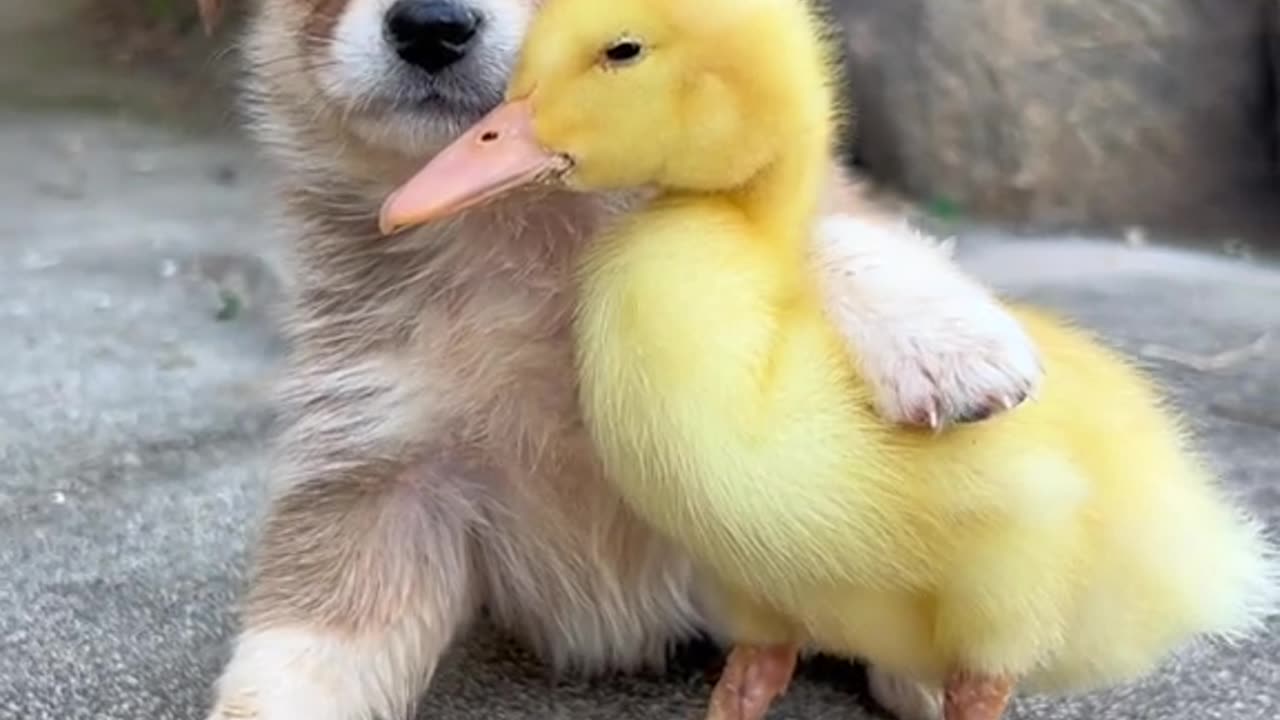 Cute Pets