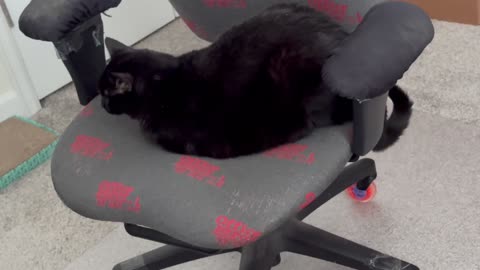 Cute Precious Piper is Very Interested in Something - Adopting a Cat from a Shelter Vlog