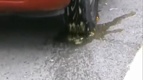 Fruit gets Crushed Under Tires