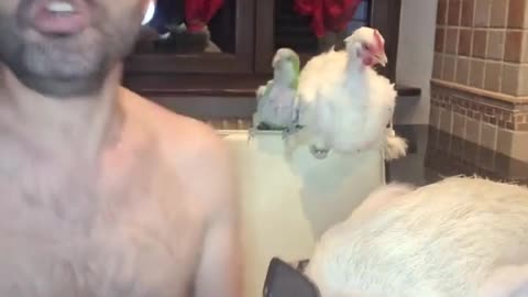 🤣🐷🐦 Pig & Parrot Making The Most of Their Time Together! | FunFM
