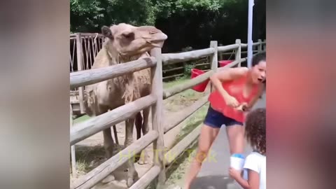 Try Not To laugh Challenge #2 😂