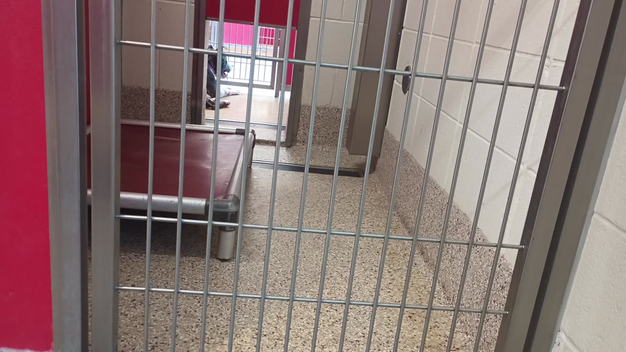 King 5y A870121 kennel 43 pod 2 PACC shelter20250629_431