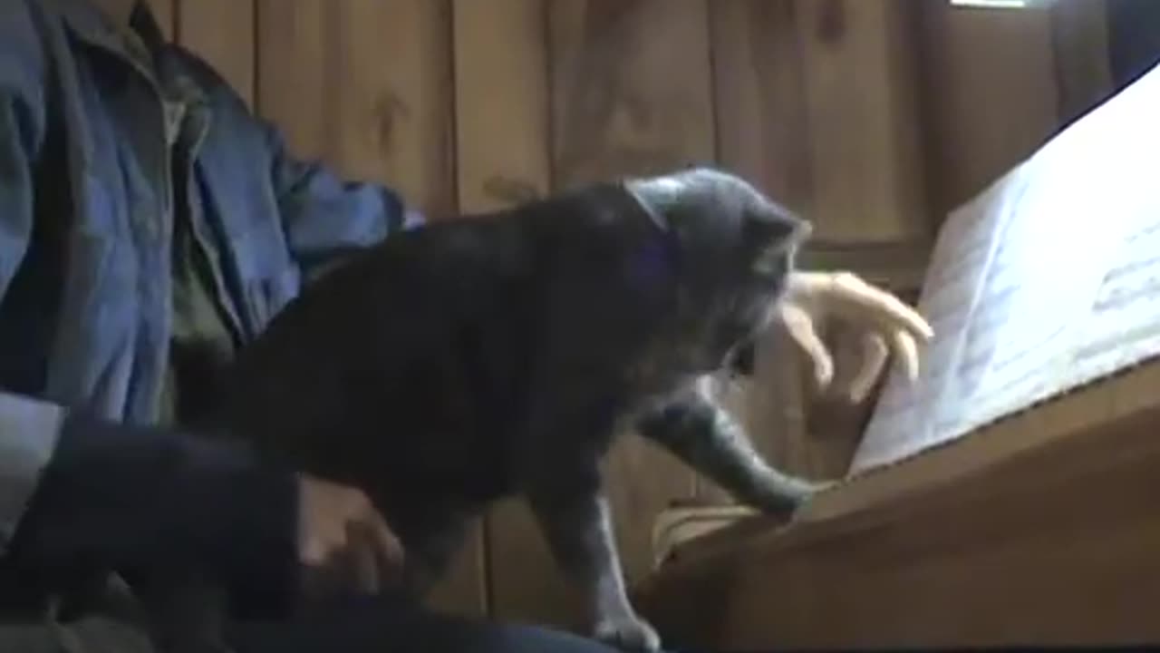 Mister Meow's solo
