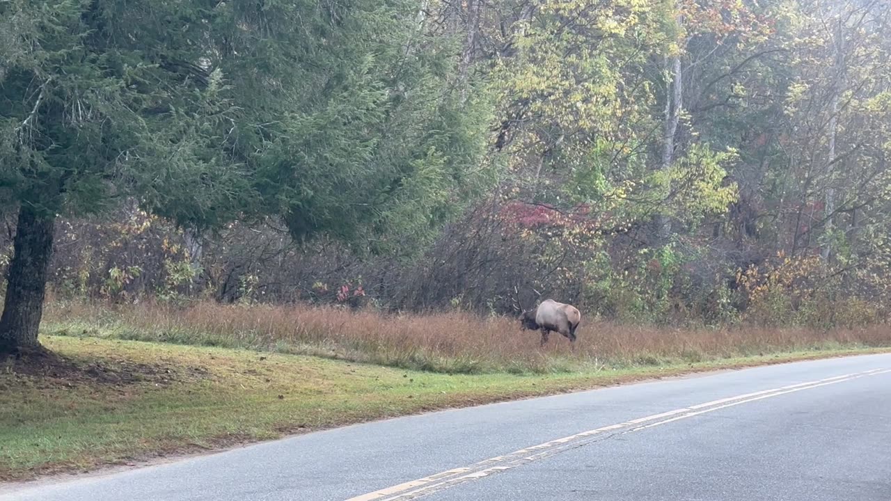 Elk Walks Up to Cameraman During Rut Season