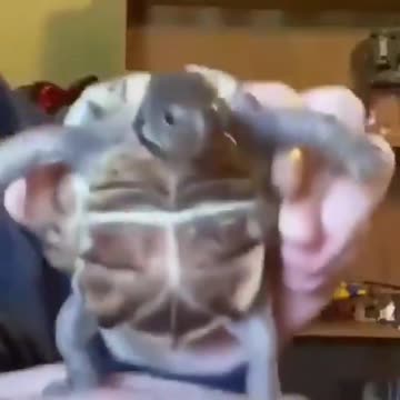 Turtle goes BOOM BOOM BOOM BOOM