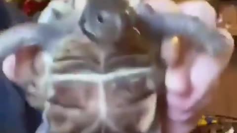 Turtle goes BOOM BOOM BOOM BOOM