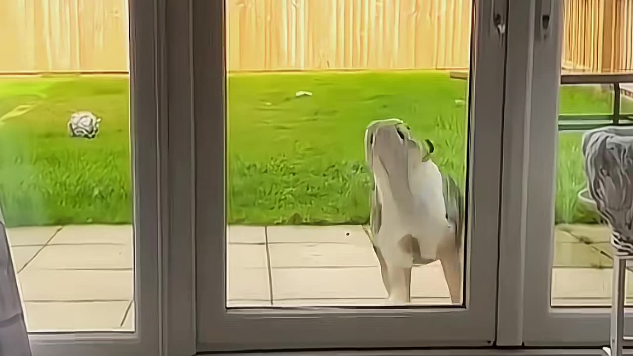 Try not to laugh 😂😂😂 #funny #animals #funnypets #funnyanimals