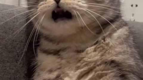 😂🐾 #funnyanimals