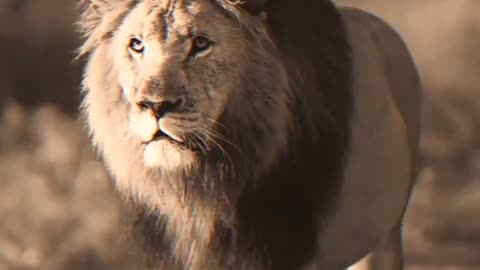 New Attitude status for instagram Lion Attitude video