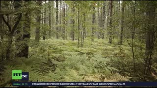 RT DE LIVE-TV