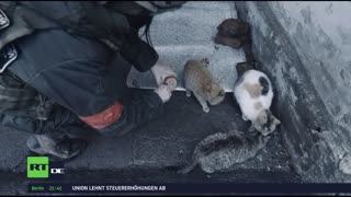RT DE LIVE-TV