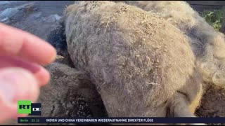 RT DE LIVE-TV