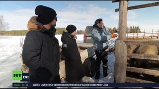 RT DE LIVE-TV