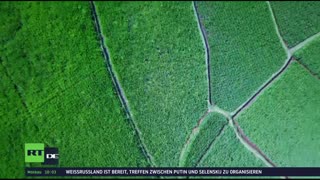 RT DE LIVE-TV