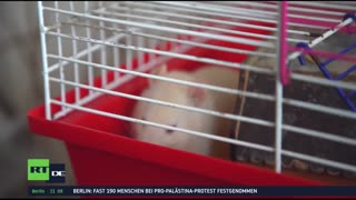 RT DE LIVE-TV