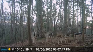 The Woods – 02/07/2026