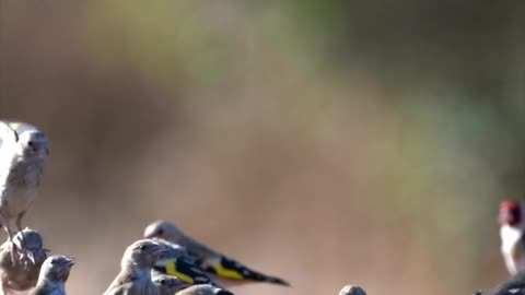 Nature and Animals