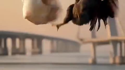 Ai generated animated video a healthy little baby boy fighting with hen #ai #cute #trendingshorts