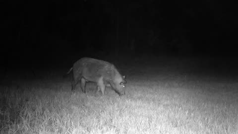 Fawn's, Buck's in Velvet & Wild Boar, 06/15/25