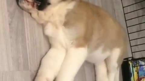 funny animals